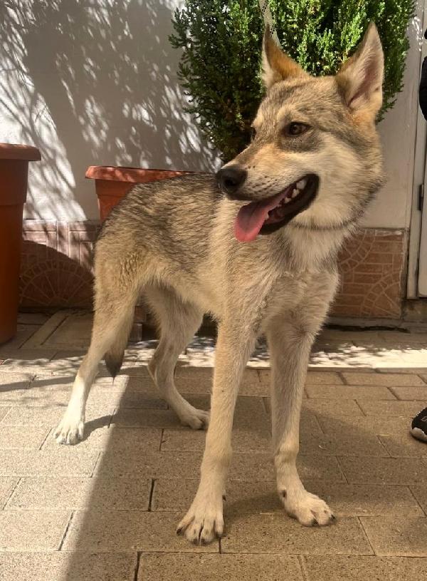 ARIA e LUCKY CANI LUPO CECOSLOVACCO Foto 5